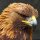 eaglesight1class=