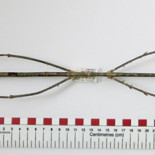 El insecto más grande del mundo encontrado en Borneo mide más de medio metro.