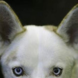 Hallan un cráneo que indica que el primer perro vivió hace 31.700 años