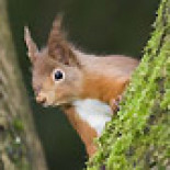 Asociación británica se dedica a salvar a las ardillas rojas... ¡cargándose a las grises! [Eng]