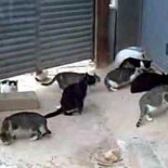 “Muchas embarazadas abandonan a sus gatos por miedo a contraer la toxoplasmosis”