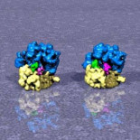 Logran la primera foto de un ribosoma híbrido, que pasará a los libros de biología