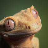 Fotografias de animales