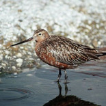 Nuevo récord de vuelo continuo de un ave: de Alaska a Nueva Zelanda sin parar