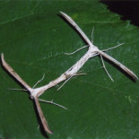 El mendigo que fotografía mariposas