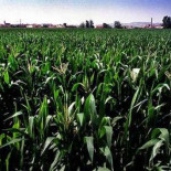 España elude separar los cultivos transgénicos de los tradicionales