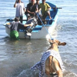 Sacrifican una vaca al pensar que estaba preñada de un hombre