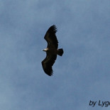 Los Buitres se mueren de hambre
