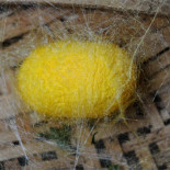 Getafe rebelde: Los vecinos acuden a un teatro para seguir el pleno extraordinario sobre el mal  estado de la sanidad