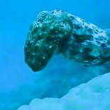 Sepia usando su impresionante sistema de camuflaje