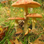 Holanda prohíbe la venta y producción de setas alucinógenas