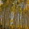 Pando, un anciano de 6000 toneladas