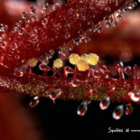 El fascinante mundo de las plantas carnivoras en imágenes