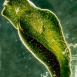 Con ustedes el animal planta: Elysia chlorotica