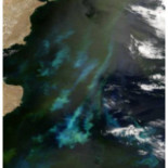 «El bosque invisible»