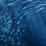 Un mercado japonés consume diariamente un tercio de la pesca mundial para abastecer a Tokyo