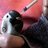 Suministran prozac a un loro debido a la depresión causada por la muerte de su dueño