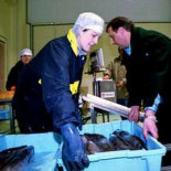 El precio del pescado sube hasta un 944% desde la lonja a la plaza