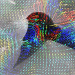 Científicos resuelven la famosa "Paradoja de los Delfines"