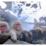 El mono número cien