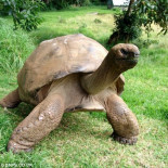 Jonathan, una tortuga de 176 años de edad, es "revelada" como la tortuga más vieja del mundo