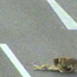 Perro callejero intenta salvar a otro perro atropellado en la autopista