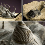 ¿Cómo surgieron los primeros ojos?