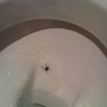 La araña del WC