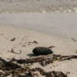 Más de la mitad de los ríos y lagos de la Península Ibérica están contaminados