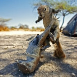 Las ardillas kung fu [Humor]