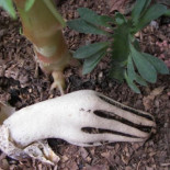 Un extraño hongo: la mano zombie [ENG]