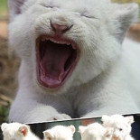 Querido Santa: ¿Podrías decirle a ese hombre que deje de tocarme a mi y a mi hermana?