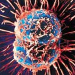 Los 10 logros científicos más relevantes de 2008