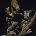 Idolomantis Diabólica