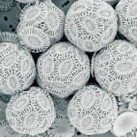 El sexo nació de un alga acorralada por un virus