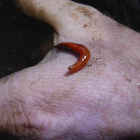 El invertebrado más extraño