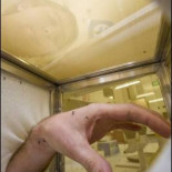 Una bacteria contra el dengue y la malaria