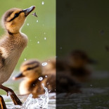 Fotos ganadoras del concurso realizado por la revista National Wildlife