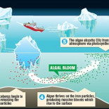 Intentarán reproducir el ciclo de las algas verdes que podrían salvar el mundo del calentamiento global (ING)