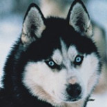 Europa prohíbe importar y exportar pieles de perros o gatos