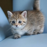 Lo que nos dice nuestro gato con la cola