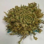 10 rarezas y curiosidades del reino vegetal