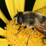 Bichos que no deberias matar