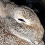 La desaparición de los gatos devasta el entorno de Macquarie