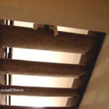 Gato ninja subiendo escaleras