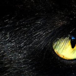 ¿Sabías que estos 5 animales eran nocturnos?