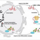 Parásitos en el genoma serían responsables de la evolución del ser humano
