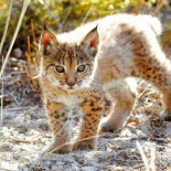 El programa de cría en cautividad del lince prevé superar este año los 60 ejemplares reproductores