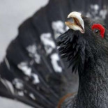 Al urogallo cantábrico le quedan 10 años si no se protege