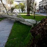 Diecisiete animales marinos -entre ellos una foca, delfines y ballenas- han aparecido varados en las playas de Vigo